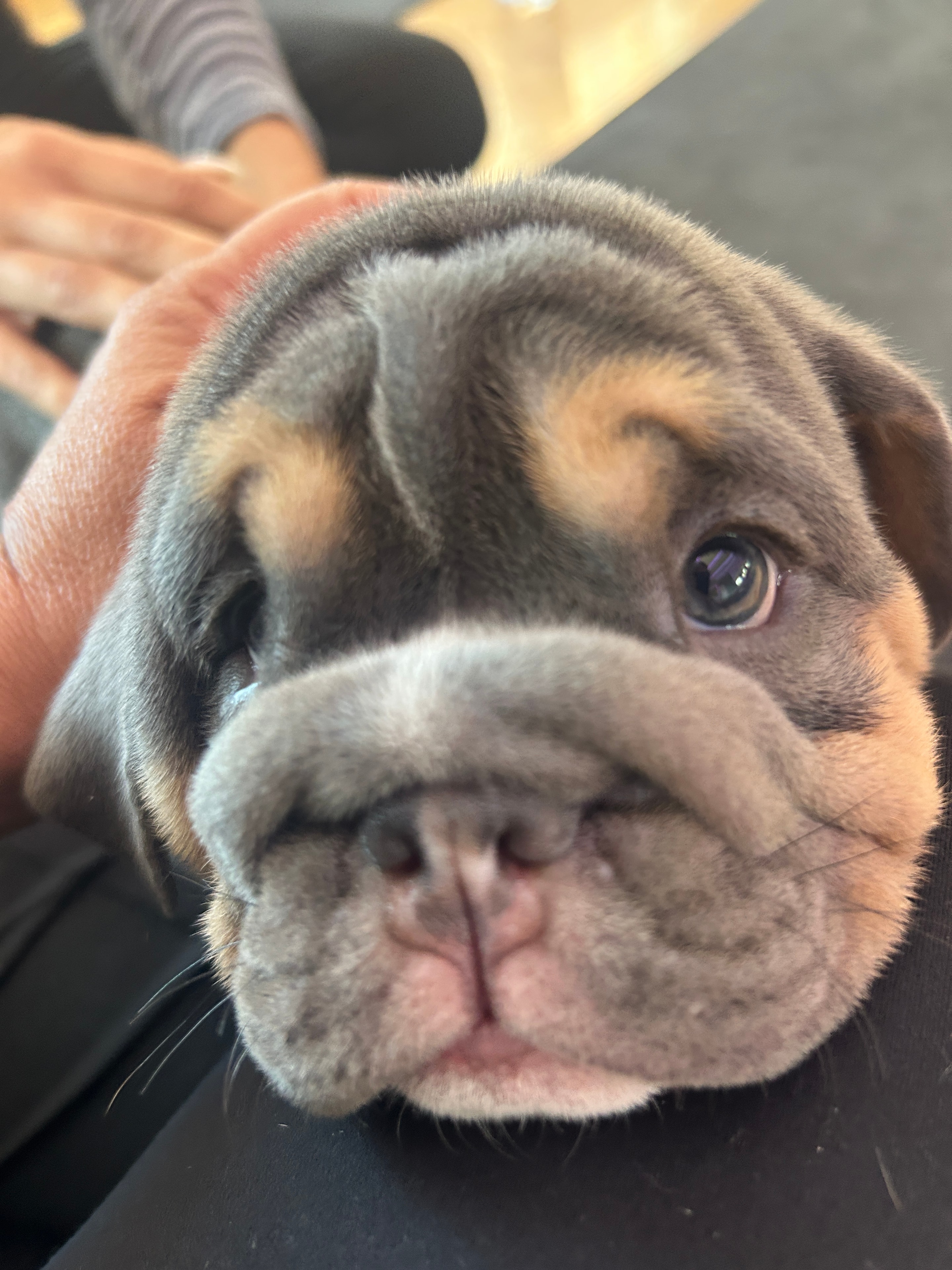 A bulldog puppy looking up during the Puppy & Flow experience in Westwood.