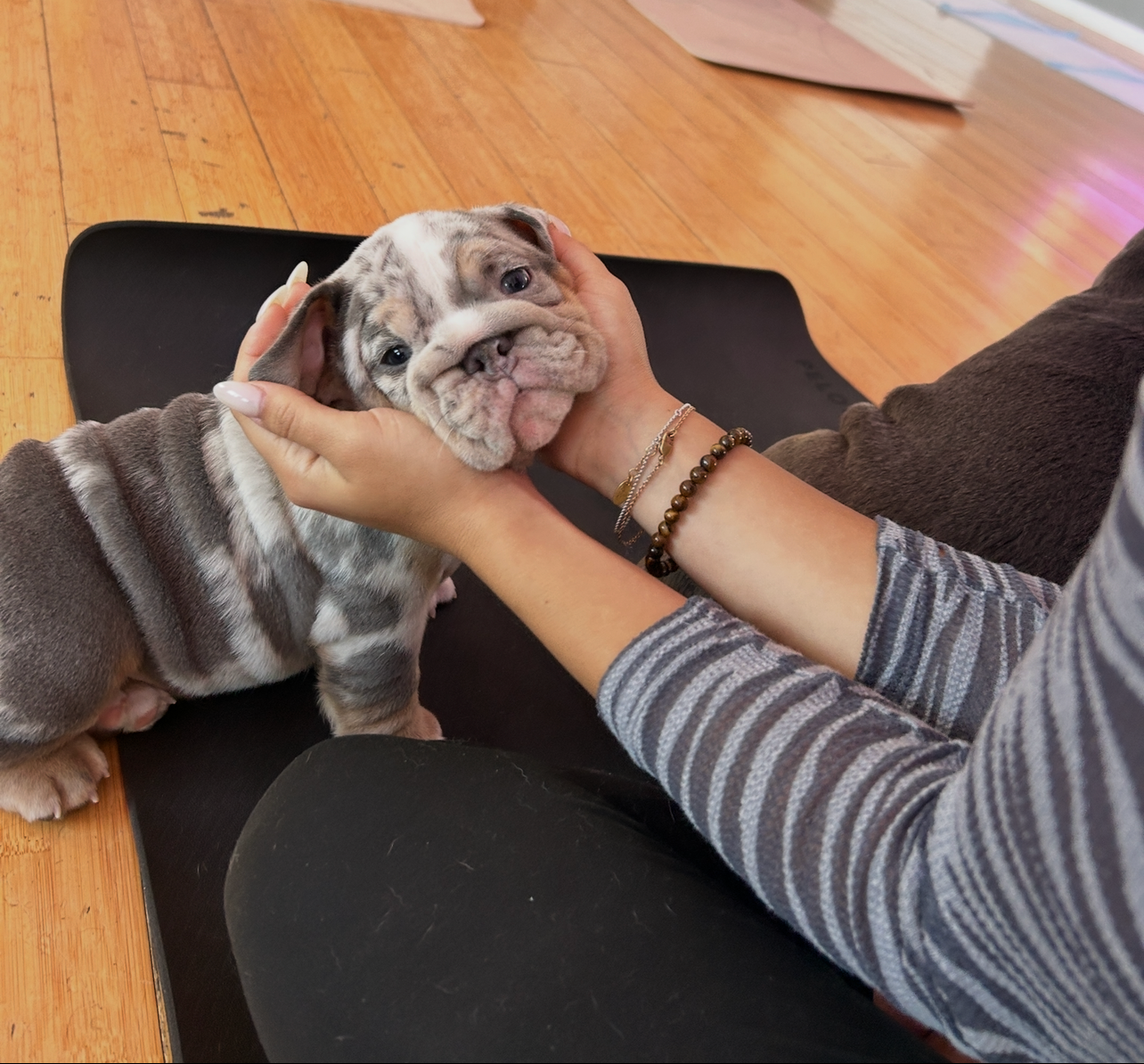 Madi with bulldog puppy at Puppy & Flow in Westwood.